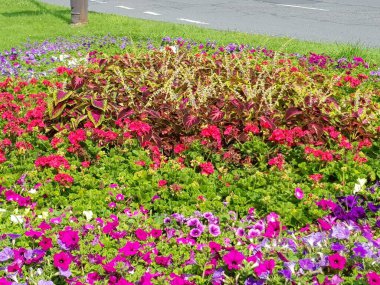 Renkli bahar çiçekleri arka planı