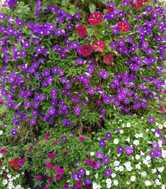 Renkli bahar çiçekleri arka planı