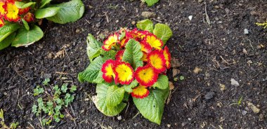 Renkli bahar çiçekleri arka planı