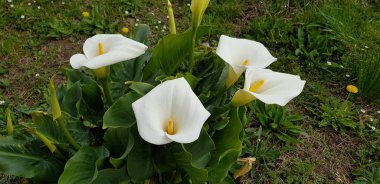 Renkli bahar çiçekleri arka planı