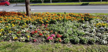 Renkli bahar çiçekleri arka planı