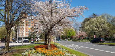 Renkli bahar çiçekleri arka planı