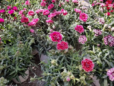 Renkli bahar çiçekleri arka planı