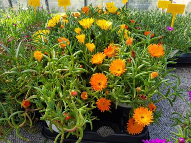 Renkli bahar çiçekleri arka planı