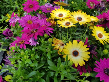 Renkli bahar çiçekleri arka planı