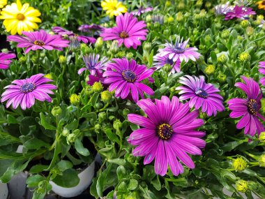 Renkli bahar çiçekleri arka planı