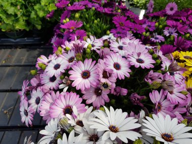 Renkli bahar çiçekleri arka planı