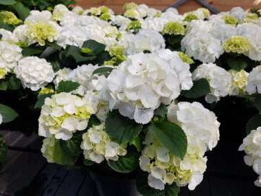 Renkli bahar çiçekleri arka planı