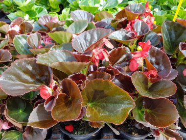 Renkli bahar çiçekleri arka planı