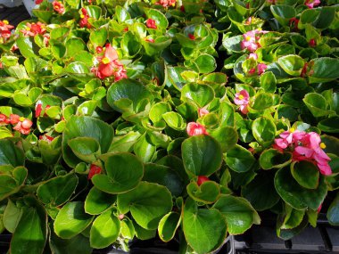 Renkli bahar çiçekleri arka planı