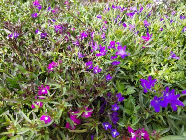 Renkli bahar çiçekleri arka planı