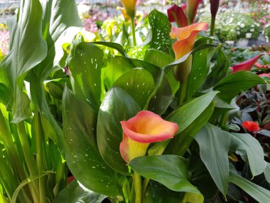 Renkli bahar çiçekleri arka planı