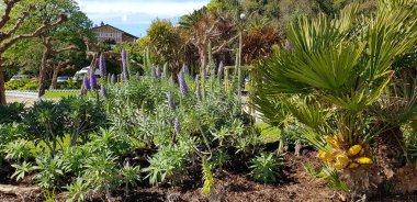 Renkli bahar çiçekleri arka planı