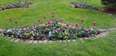 Renkli bahar çiçekleri arka planı