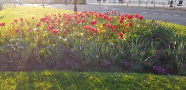 Renkli bahar çiçekleri arka planı