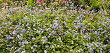 Renkli bahar çiçekleri arka planı