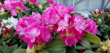 Renkli bahar çiçekleri arka planı