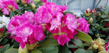 Renkli bahar çiçekleri arka planı