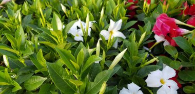 Renkli bahar çiçekleri arka planı