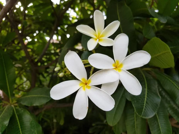 Bonito Colorido Flores Primavera Fondo — Foto de Stock