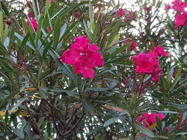 Agradável Colorido Primavera Flores Fundo — Fotografia de Stock