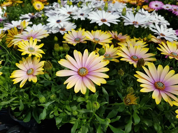 Mooie Kleurrijke Lente Bloemen Achtergrond — Stockfoto