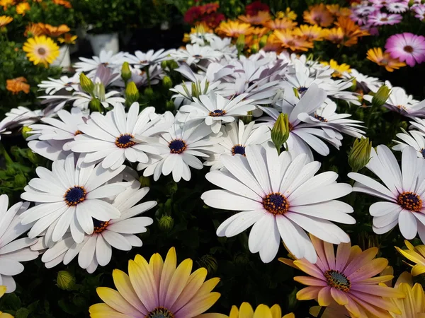 Ładne Kolorowe Wiosenne Kwiaty Tło — Zdjęcie stockowe