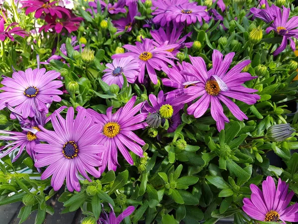 Schöne Bunte Frühlingsblumen Hintergrund — Stockfoto