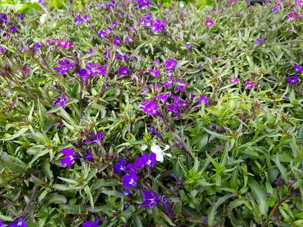 Agradável Colorido Primavera Flores Fundo — Fotografia de Stock