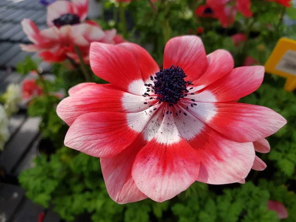 Mooie Kleurrijke Lente Bloemen Achtergrond — Stockfoto