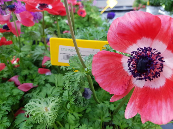 красивые красочные весенние цветы фон
