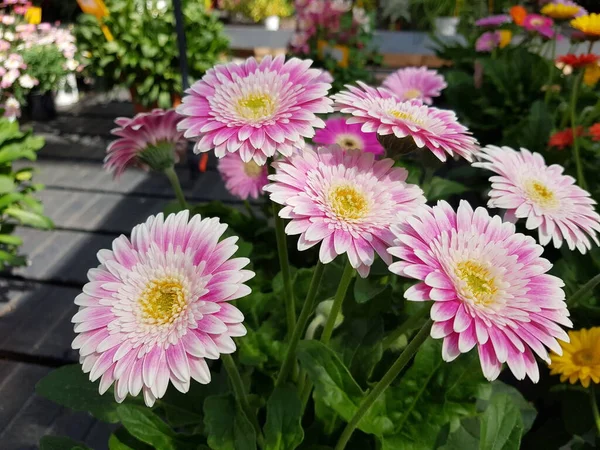 Mooie Kleurrijke Lente Bloemen Achtergrond — Stockfoto