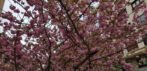 Bonito Colorido Flores Primavera Fondo — Foto de Stock