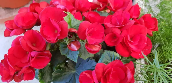 Vacker Färgglada Våren Blommor Bakgrund — Stockfoto