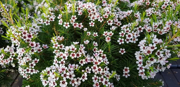 Szép Színes Tavaszi Virágok Háttér — Stock Fotó