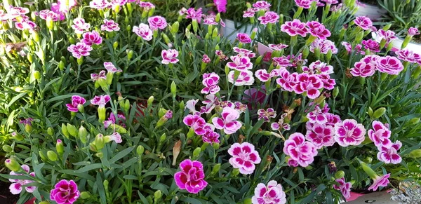 Bonito Colorido Flores Primavera Fondo —  Fotos de Stock