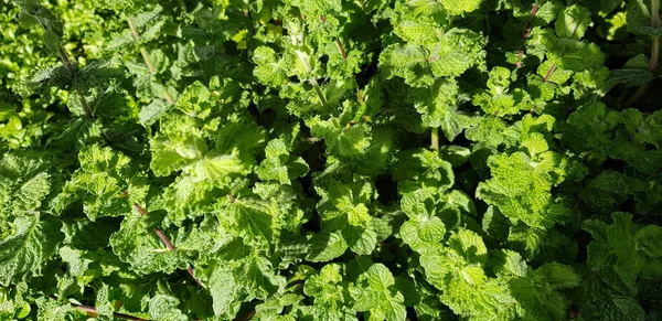 Vacker Färgglada Våren Blommor Bakgrund — Stockfoto