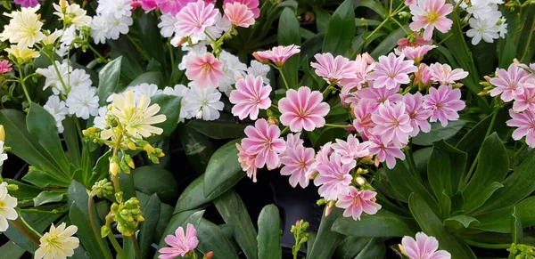 Agradável Colorido Primavera Flores Fundo — Fotografia de Stock