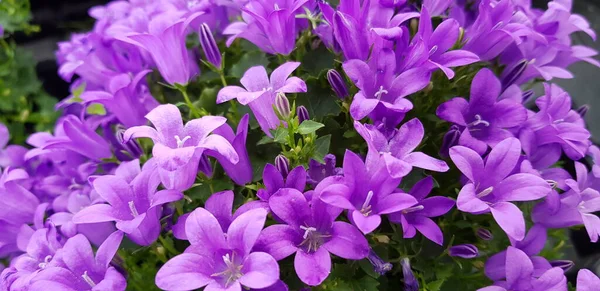 Beau Fond Coloré Fleurs Printemps — Photo