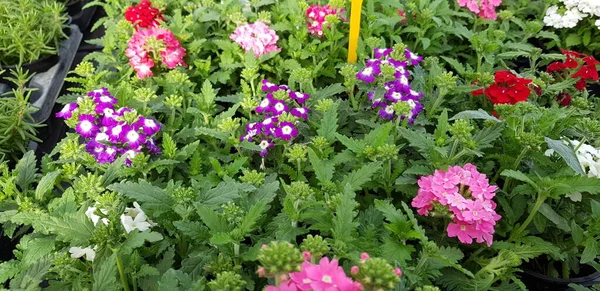 Bonito Colorido Flores Primavera Fondo —  Fotos de Stock