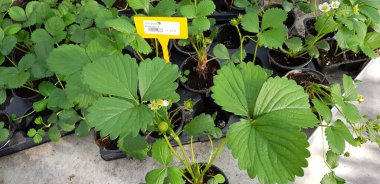 Renkli bahar çiçekleri arka planı