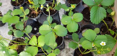 Renkli bahar çiçekleri arka planı