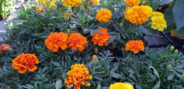 Renkli bahar çiçekleri arka planı