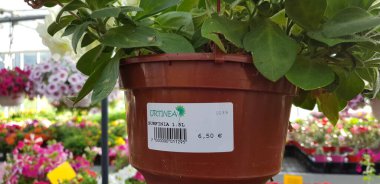 Renkli bahar çiçekleri arka planı