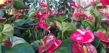 Renkli bahar çiçekleri arka planı