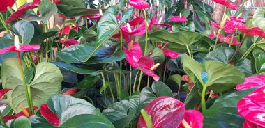 Renkli bahar çiçekleri arka planı