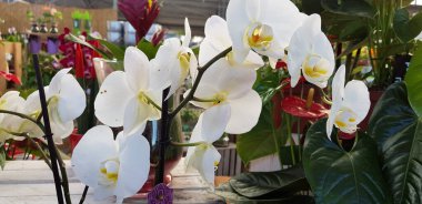 Renkli bahar çiçekleri arka planı