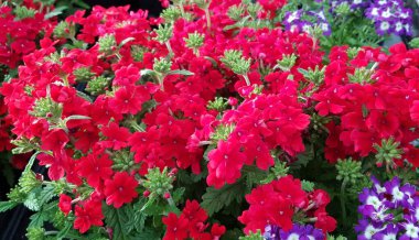 Renkli bahar çiçekleri arka planı