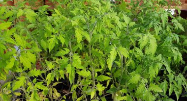 Renkli bahar çiçekleri arka planı