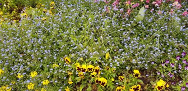 Renkli bahar çiçekleri arka planı